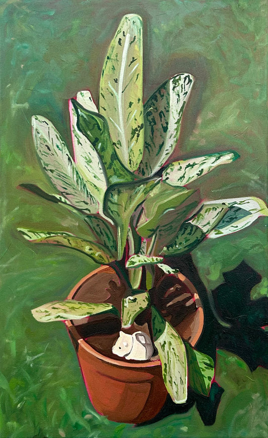 Plant Paintings Collection
